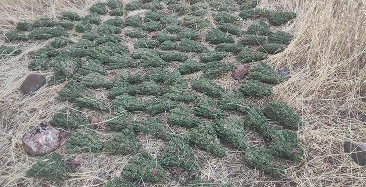 İçişleri Bakanlığı: Diyarbakır’da 596 kilo esrar ele geçirildi ​