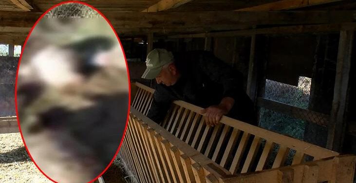 Arnavutköy’de köylerde kurt saldırısı iddiası! 18 koyun telef oldu