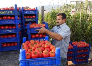 Domates üreticisinin yüzünü güldürdü