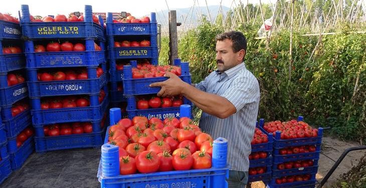 Domates üreticisinin yüzünü güldürdü