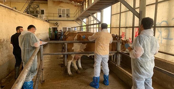 Suni tohumlama ile hayvansal verimde maksimum artış hedefi