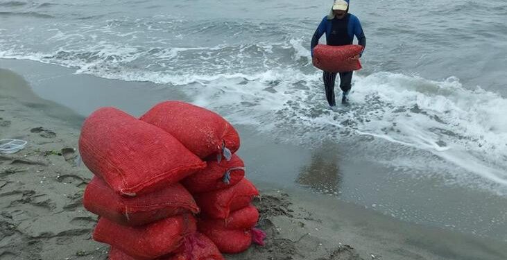 Tam 53 çuval! Bursa’da 2 tonluk kaçak midye ele geçirildi